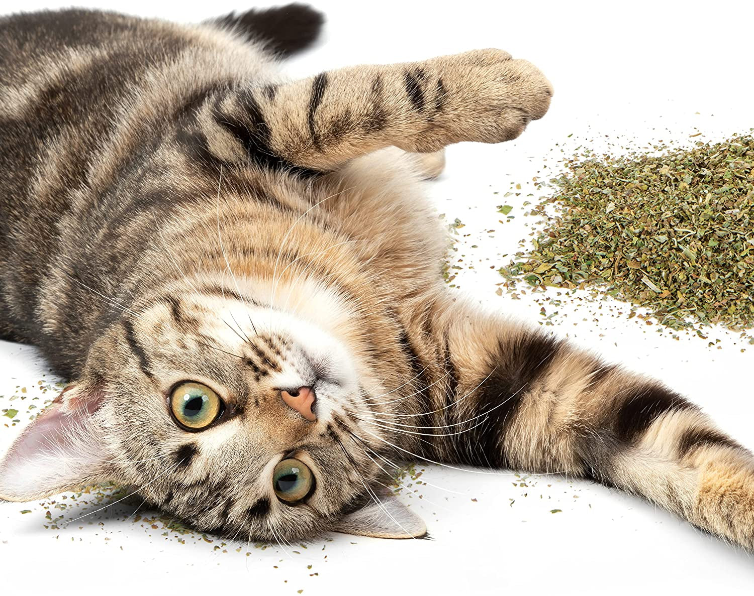 Catnip for Cats & Kittens, Shaker Canister - 2 Ounces